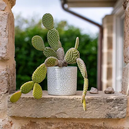 Bed & Breakfast Masseria La Tofala